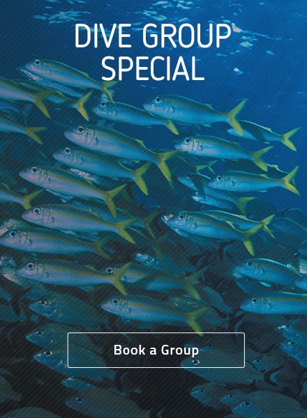 dive group ad