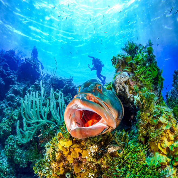 Cayman Brac waters are populated by abundant large and small marine life